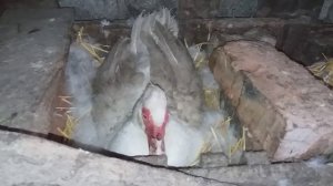 КАКОЙ ОПЛОД И СКОЛЬКО ЯИЦ У МОИХ ИНДОУТОК ??