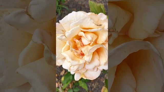 А Вы любите розы?