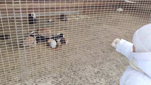 Приключения Татусика в зимнем зоопарке в парке Николаева смотреть онлайн