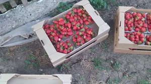 Бизнес на клубнике Клери. 3 сбор.