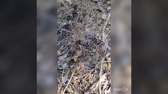 una de boletus pinophilus en sequía смотреть онлайн