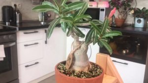 Первое цветение Адениумов