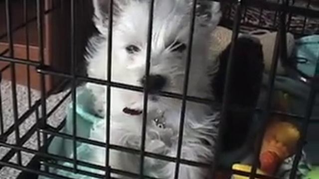 Week 6 - Funky Farms смотреть онлайн