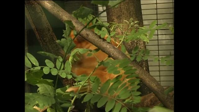 Leontopithecus rosalia - Левовий тамарин золотий - Golden lion tamarin смотреть онлайн