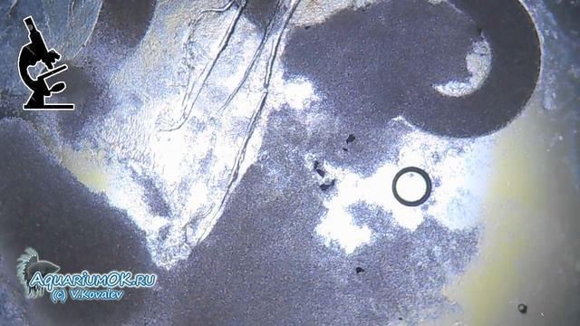 Дермоцистидиум (Dermocystidium sp.) у красного неона (Paracheirodon axelrodi) смотреть онлайн