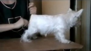 ПЕРВЫЙ ГРУМИНГ ЩЕНКА В 3 МЕСЯЦА - ВЕСТ ХАЙЛЕНД ВАЙТ ТЕРЬЕР