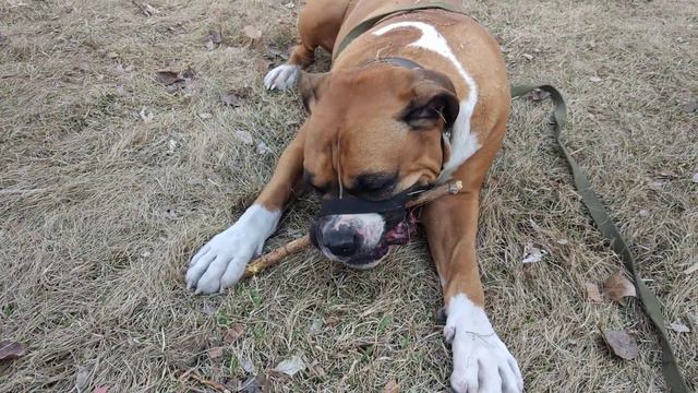 ОГРОМНЫЙ НЕМЕЦКИЙ БОКСЕР (СОБАКА)