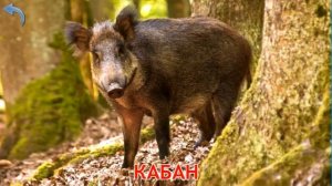 Карточки Домана. Часть 2. Животные леса