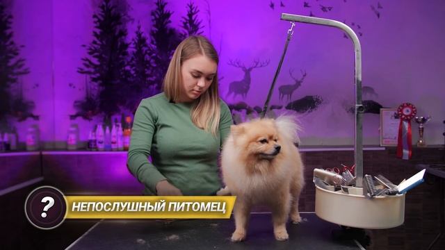 Стригу животных (о работе грумером, заработке и заказах) смотреть онлайн