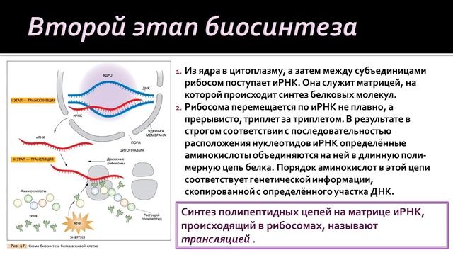 Биология 9 класс. Биосинтез белка в клетке смотреть онлайн