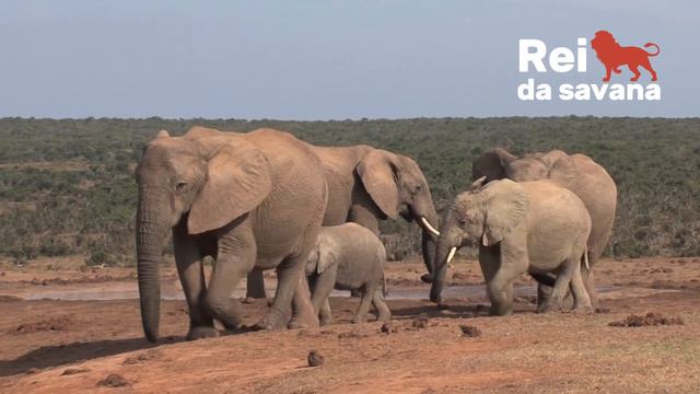 COMO VIVEM OS ELEFANTES AFRICANOS - REI DA SAVANA смотреть онлайн