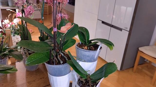 НЕЗЕМНАЯ КРАСОТА ОРХИДЕЙ!!! - смотреть видео онлайн от «Букеты для знакомства» в хорошем качестве, бесплатно опубликованное 21 февраля 2024 года в 9:51:01 00:23:47.