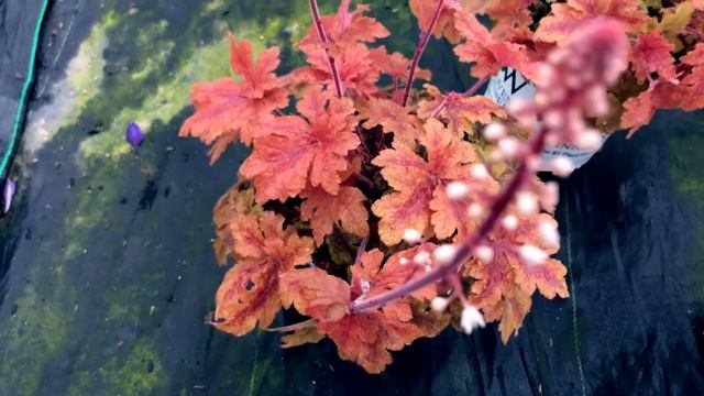 HEUCHERELLA `HOPSCOTCH`