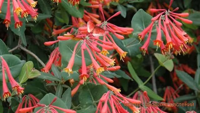 Жимолость брауна Фуксиойдес (lonicera ×brownii) ? обзор: как сажать, саженцы жимолости Фуксиойдес смотреть онлайн