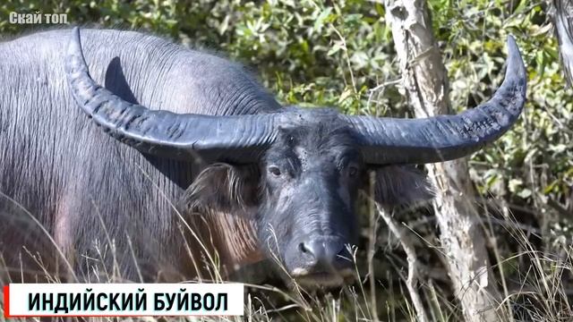 Не подходи - забодают... Самые "рогатые" животные! смотреть онлайн