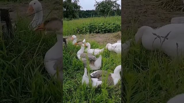 Самая выгодная птица. смотреть онлайн
