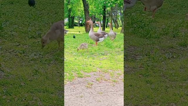 Девочки, а вы как ходите) #юмор #смешно #влог #vlog #краснодар  #fun #family #животные #птицы