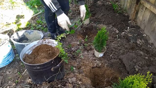 Высадка Туи Смарагд смотреть онлайн