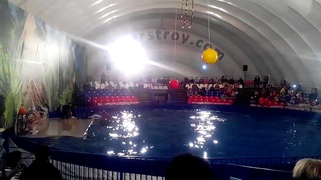 Удар дельфина смотреть онлайн