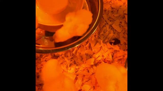 Our Meat Chickens have arrived today setting up the brooder for the chickens смотреть онлайн