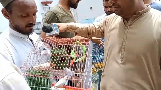 LaluKheat Birds Market Open Market Java goldain best offer 18:6:2023 смотреть онлайн