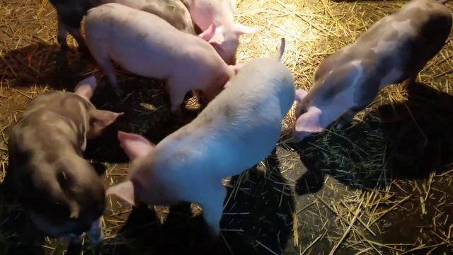 Племенные поросята породы петрен, петрен макстер, максгро, т. 8986 733-1025 смотреть онлайн