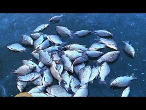 НАЛОВИЛ КАРАСЯ ЗИМОЙ. Зимняя рыбалка на карася. Жерлицы. Плотва. Разведка удалась.