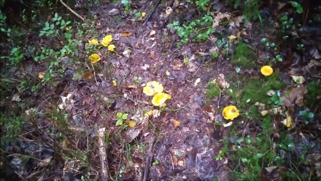 Дачный Food Book #5 -Варим раков и лакомимся сырниками смотреть онлайн