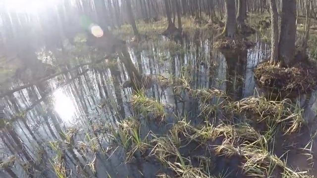 Монотонная и однообразная 5 минутная прогулка по болоту смотреть онлайн