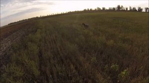 Охота на перепела с легавой собакой!