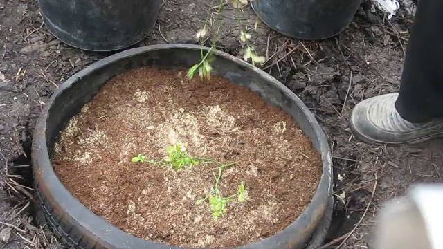 Посадка голубики с одновременным размножением Planting blueberries with simultaneous propagation смотреть онлайн