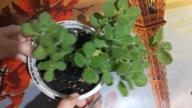 Мята мелколистная плектрантус. обрезка. смотреть онлайн