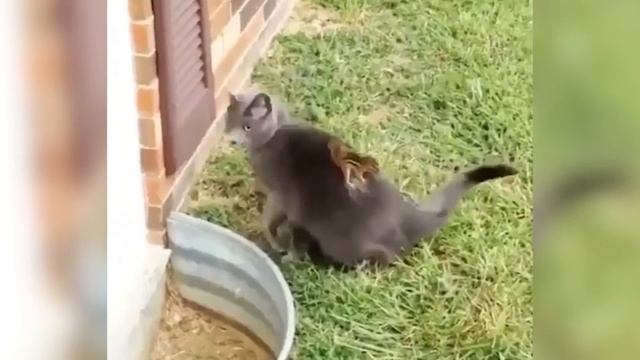 Most UNBELIEVABLE Animal Moments Ever Caught On Camera смотреть онлайн