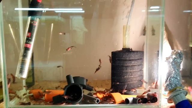 Что случилось с Таракатумами? Сколько выжило после тяжелой болезни? смотреть онлайн