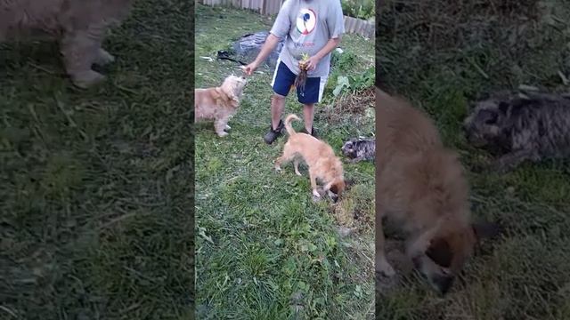 Деревня. Брюква на пробу. смотреть онлайн