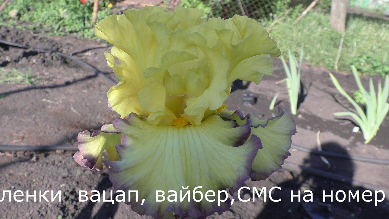 RUBY MOON ранний ирис смотреть онлайн