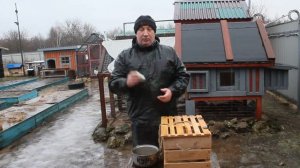 Так лечили кур в старину.