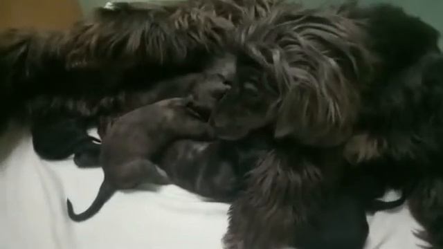 Афганчики. Щенки. Щенки афганской борзой, на видео две недели. Afghan Hound 2 Week