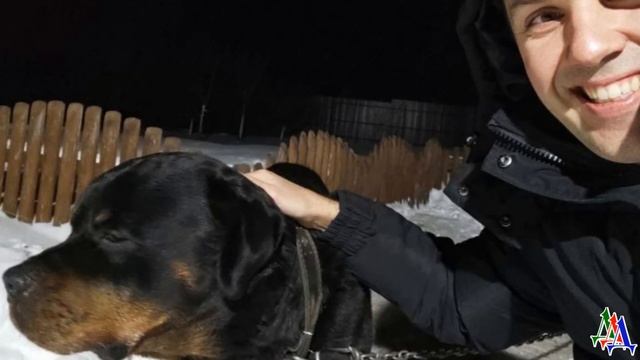 Погладил уличную кошку на глазах своего ПСА, а он обиделся! Пришлось гладить и извиняться … смотреть онлайн