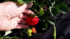 КЛУБНИКА РАННИЙ СОРТ ВИКТОРИЯ 28 МАЯ