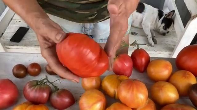 Помидоры . Любимые сорта.