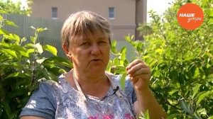 Как бороться с галовым клещом на плодовых деревьях