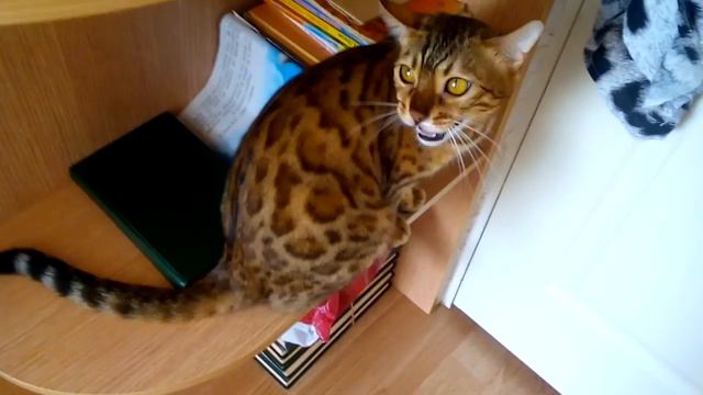 Мяуканье кошек смотреть онлайн