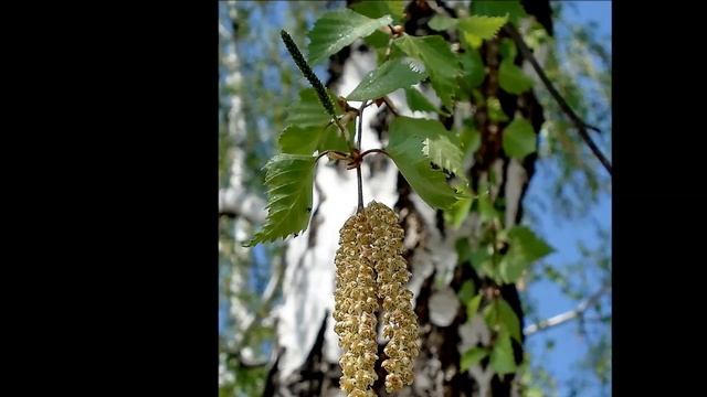 Во поле берёза стояла смотреть онлайн