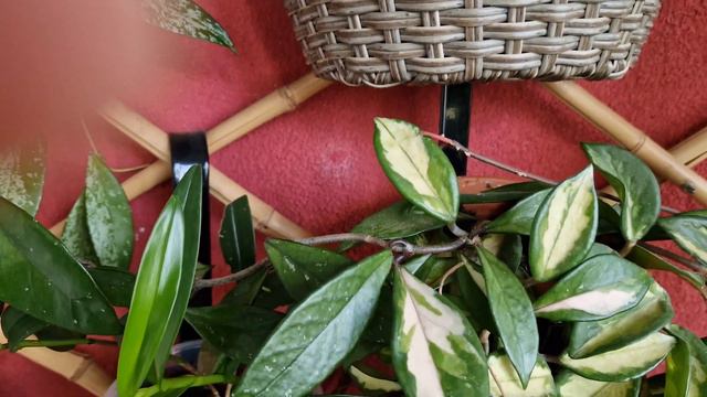 Cum se tunde Floarea de Ceara pentru a inflori! смотреть онлайн