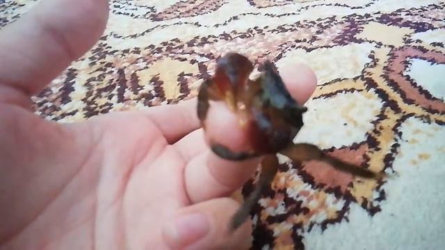 Крабовое пополнение. Красный мангровый краб