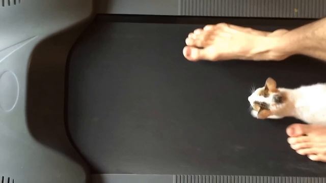 Snowball's Last Chance смотреть онлайн