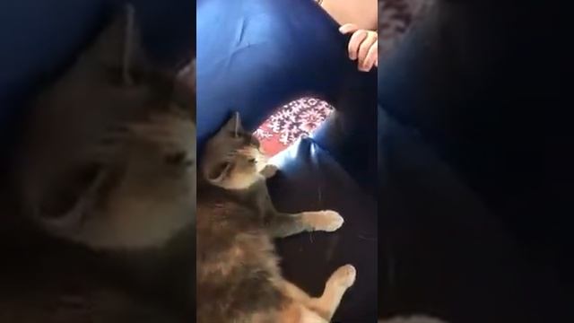 Мальчик отрезал кошке усы смотреть онлайн