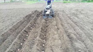 Посадка картофеля мотоблоком 2022. Загортачи ( закапыватели ) спереди мотоблока.