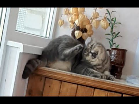 Кот Сидит Часть 6